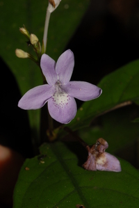 Pseuderanthemum tunicatum (Afzel.) Milne-Redh.