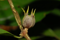 Psilanthus mannii Hook. f.