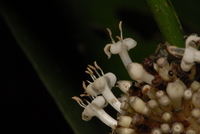 Psychotria ceratoloba (K.Schum) O.Lachenaud [ined.]
