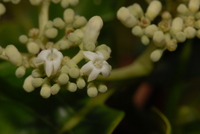 Psychotria djumaensis De Wild.