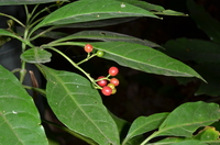 Psychotria umbellata Thonn.
