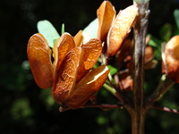 Ptaeroxylon obliquum (Thunb.) Radlk.