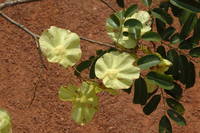 Pterocarpus soyauxii Taub.