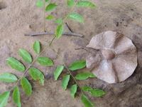 Pterocarpus tinctorius Welw.