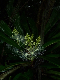 Pycnocoma macrophylla Benth.