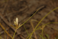 Pycreus flavescens (L.) P.Beauv. ex Rchb.