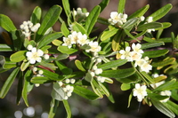 Pyracantha angustifolia (Franch.) C. K. Schneid.