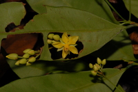 Rhabdophyllum arnoldianum (De Wild. & T. Durand) Tiegh.