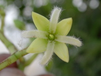 Rhizophora racemosa G.Mey.