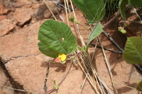 Rhynchosia monophylla Schltr.
