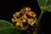Rinorea brachypetala (Turcz.) Kuntze