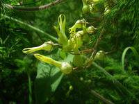 Riocreuxia torulosa Decne.