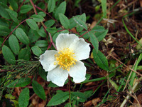Rosa abyssinica Lindl.