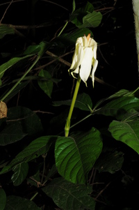 Rothmannia octomera (Hook.) Fagerl.