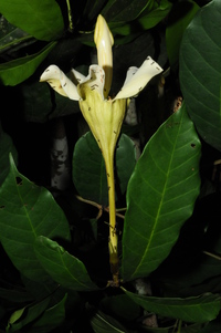 Rothmannia whitfieldii (Lindl.) Dandy