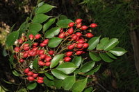 Rourea minor (Gaertn.) Alston