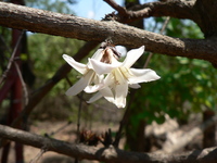 Feretia aeruginescens Stapf