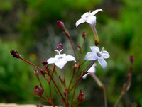 Oldenlandia herbacea (L.) Roxb.