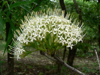 Pavetta crassipes K.Schum.