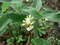 Psychotria kirkii Hiern
