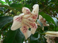 Rothmannia fischeri (K.Schum.) Bullock