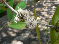 Tricalysia coriacea (Benth.) Hiern