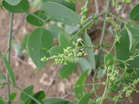 Salvadora persica L.