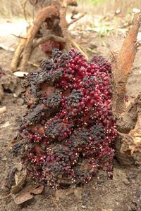 Sarcophyte piriei Hutch.