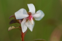 Sauvagesia erecta L.