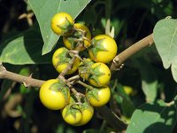 Solanum dennekense Dammer