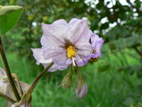 Solanum panduriforme E.Mey. ex Dunal