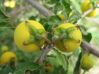Solanum arundo Mattei