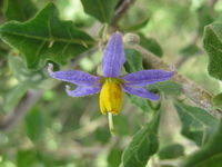 Solanum arundo Mattei