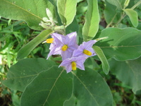 Solanum campylacanthum Dunal