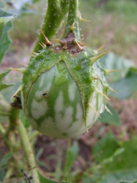 Solanum cerasiferum Dunal