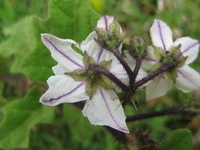 Solanum nigriviolaceum Bitter