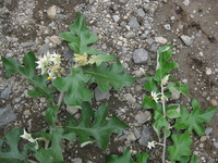 Solanum thomsonii C.H. Wright