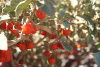 Solanum tomentosum L.