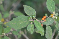 Solanum torvum Sw.