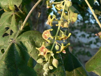 Sterculia africana (Lour.) Fiori