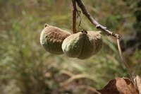 Sterculia setigera Delile