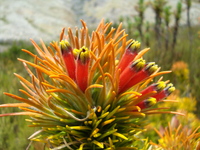 Retzia capensis Thunb.