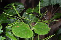Streptocarpus elongatus Engl.