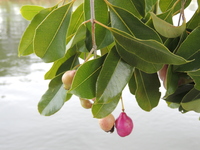 Syzygium guineense (Willd.) DC.