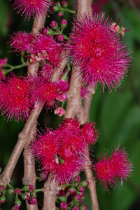 Syzygium malaccense (L.) Merr. & L. M. Perry