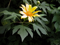 Tithonia diversifolia (Hemsl.) A.Gray