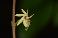 Tricalysia bagshawei subsp. malaissei Robbr.