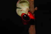 Trichilia welwitschii C. DC.