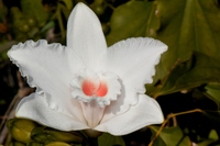 Vanilla roscheri Rchb. f.