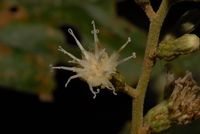 Vernonia conferta Benth.